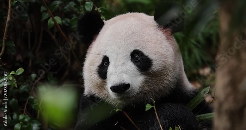 Giant panda eat bamboo leaves in the zoo, China