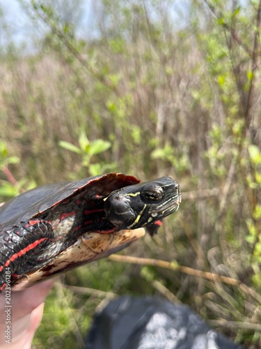 Slika na platnu A hand holding a colorful painted turtle with an aural abscess ear infection on the right sides of its face