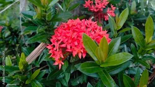 red and yellow flowers