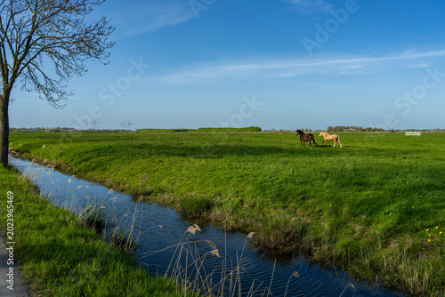 Quadro su tela A dark brown and a light brown horse are standing in a pasture in the Wesermarsc