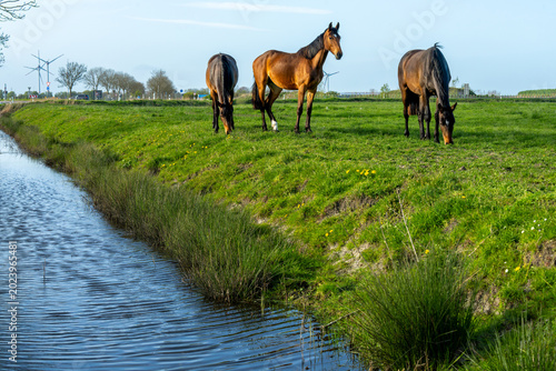 Bild auf Leinwand three brown horses are standing on a fresh green pasture next to a ditch in the