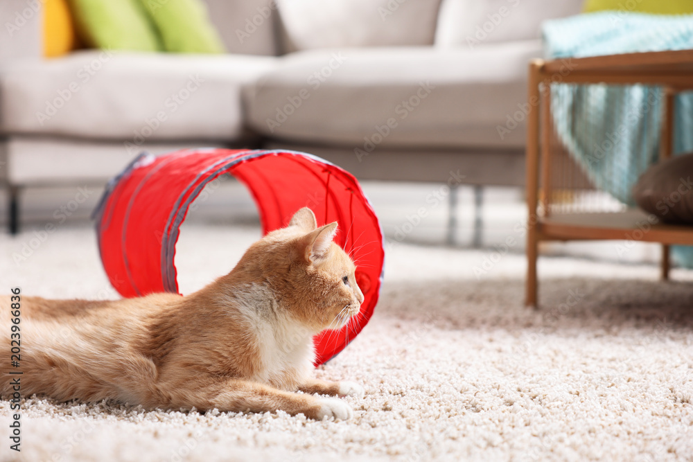 Fototapeta premium Cute cat resting on carpet and toy tunnel at home, space for text