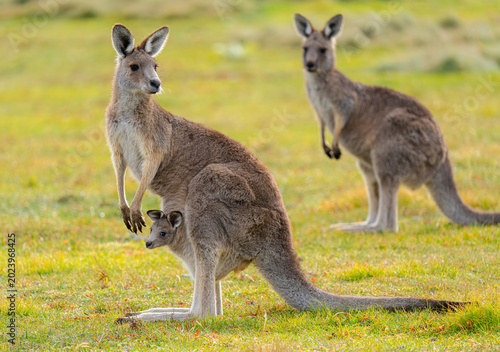 kangaroo and baby