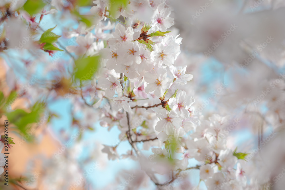 Fototapeta premium Pale pink cherry blossoms in full bloom on branches with soft bokeh, spring in Japan