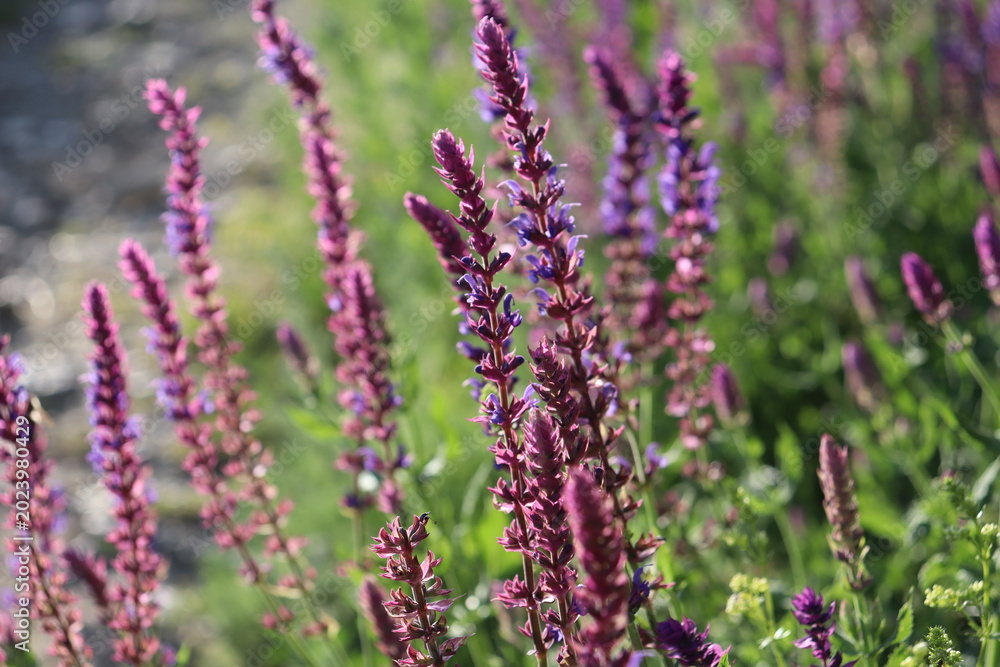 Obraz premium Purple wildflowers blooming in sunny meadow with soft bokeh background