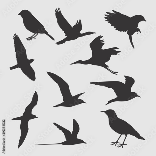 birds
