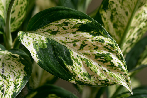 Vibrant Indoor Tropical Leaves: Elegant Houseplant Decor with Organic Variegated Patterns