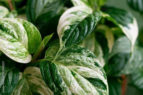 Variegated Indoor Houseplant - Elegant Green Foliage for Sustainable Home Decor and Serenity