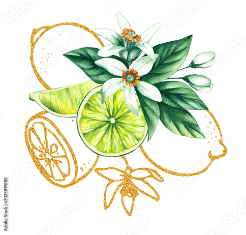 Lime bouquet. Watercolor hand-drawn citrus tropical fruit. Lime hand-painted illustration. Botanical lime fruit for wedding invitations, festivals, or postcards.