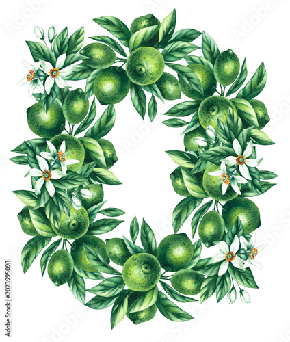 Lime wreath. Watercolor hand-drawn citrus tropical fruit. Lime hand-painted illustration. Botanical lime fruit for wedding invitations, festivals, or postcards.