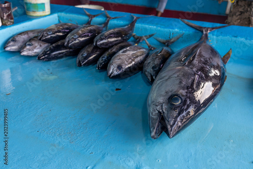 Fresh Tuna Catch Displayed in blue Fishing Container in fish market, Male, Maldives