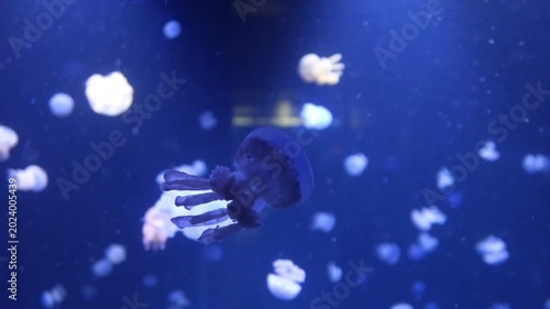 Close up of a translucent white jellyfish swimming in blue water.