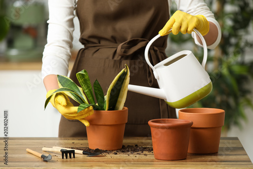 Woman watering potted sanse...
