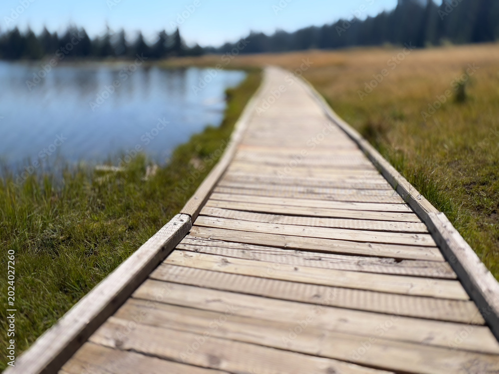 Obraz premium A lonely walk at pond's edge
