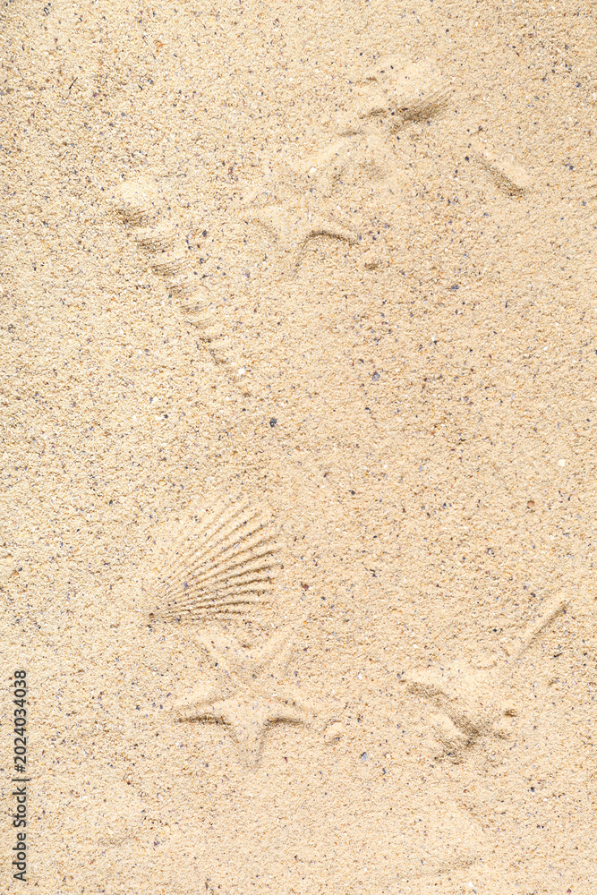 Fototapeta premium Prints of seashells and starfishes on beach sand