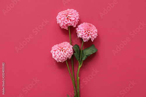 Beautiful pink dahlia flowe...