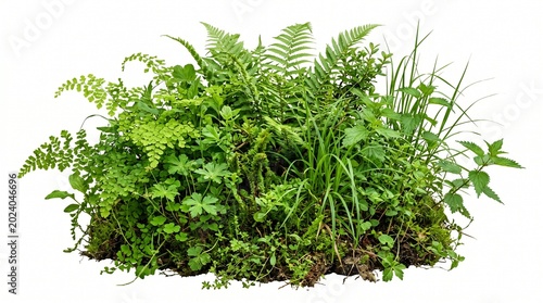 Lush green forest plants and ferns on white background, wild garden vegetation with moss and grass, natural botanical foliage for landscape design