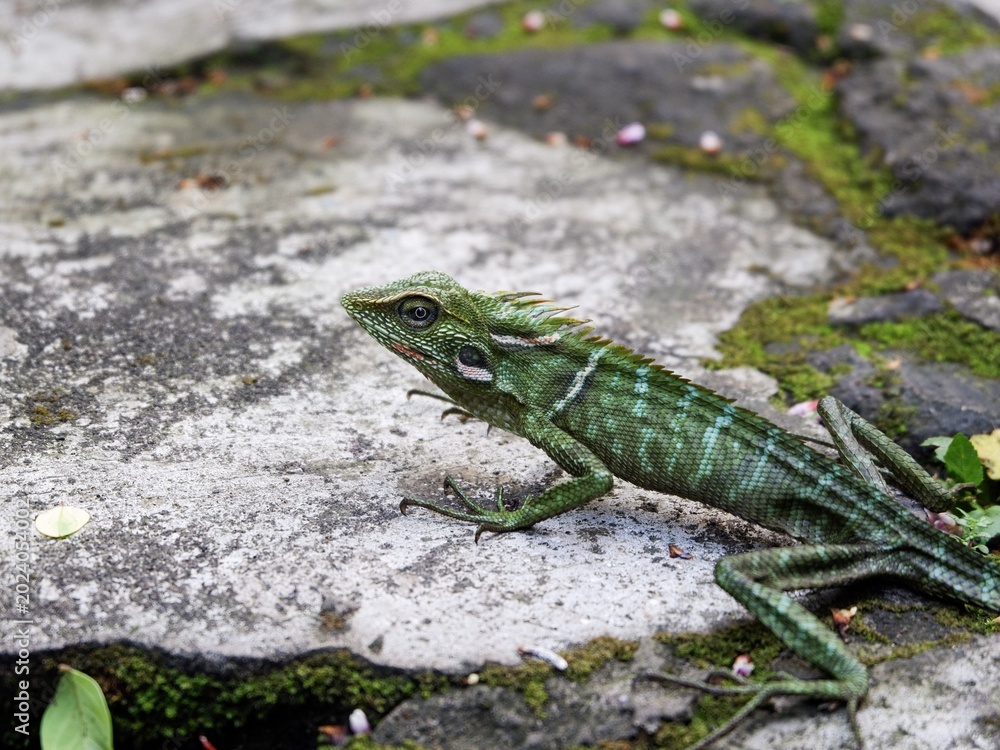 Fototapeta premium A detailed shot of a tropical agamid lizard showcasing its intricate scale patterns, spiky crest, and sharp eyes against a blurred backdrop.