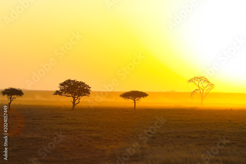 Foto Sunrise on the Serengeti landscape with four trees