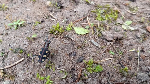 Cicindela aurulenta, common name blue spotted or golden-spotted tiger beetle