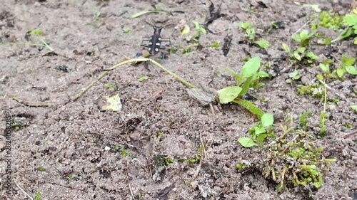 Cicindela aurulenta, common name blue spotted or golden-spotted tiger beetle