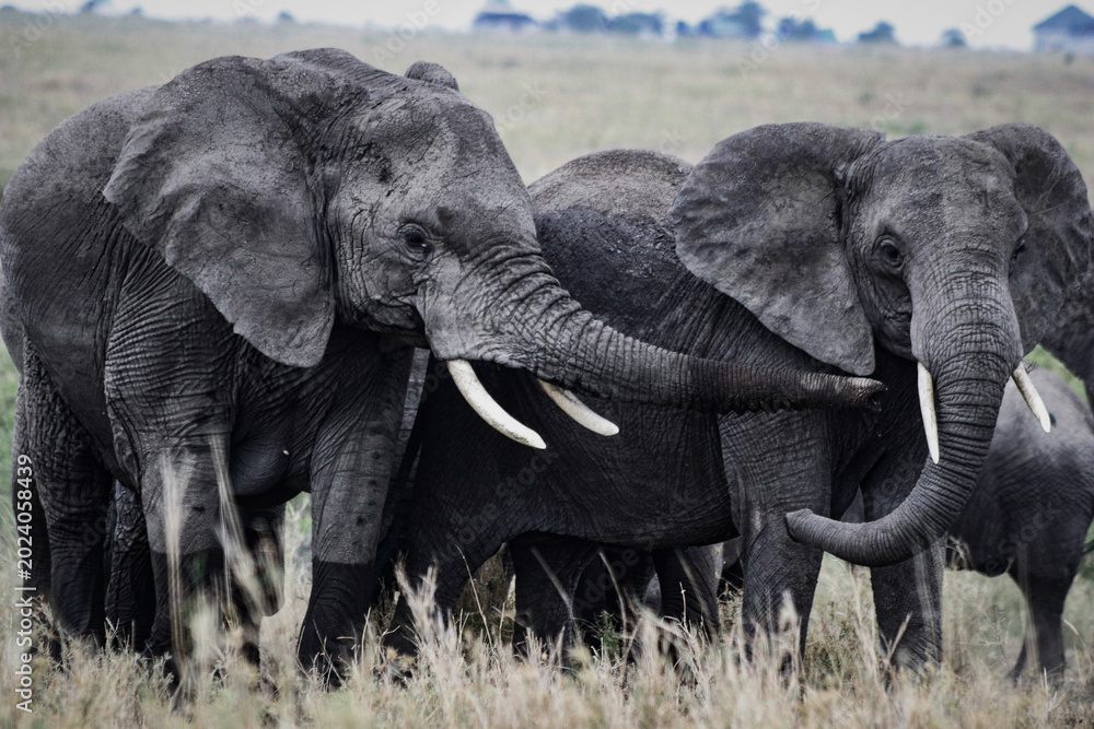 Fototapeta premium Two large gray elephants in herd in Tanzania