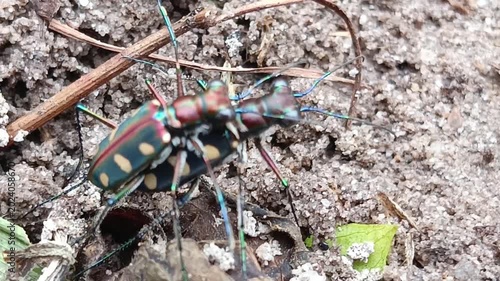 Cicindela aurulenta, common name blue spotted or golden-spotted tiger beetle is mating, the characteristics of the male are that the tiger is rather small with a straight line on its bright brown back