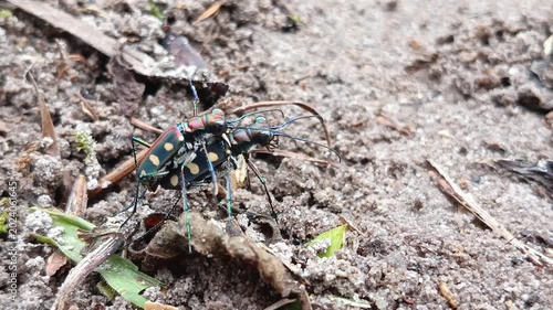 Cicindela aurulenta, common name blue spotted or golden-spotted tiger beetle is mating, the characteristics of the male are that the tiger is rather small with a straight line on its bright brown back