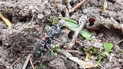 Cicindela aurulenta, common name blue spotted or golden-spotted tiger beetle is mating, the characteristics of the male are that the tiger is rather small with a straight line on its bright brown back