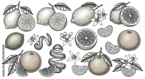 Foto Vintage Citrus Fruits Illustration: Lemons, Oranges, and Blossoms