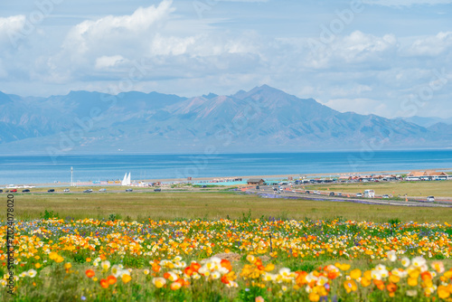 Foto Beautiful blooming poppy flower fields at sayram lake in Xinjiang, China