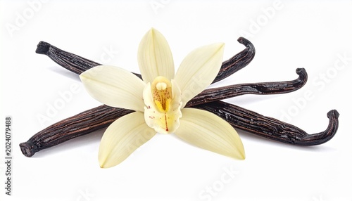 Fresh vanilla flower with pods, aromatic vanilla bean, white background, vanilla orchid, natural spice, vanilla plant, floral, vanilla pod, vanilla extract ingredient