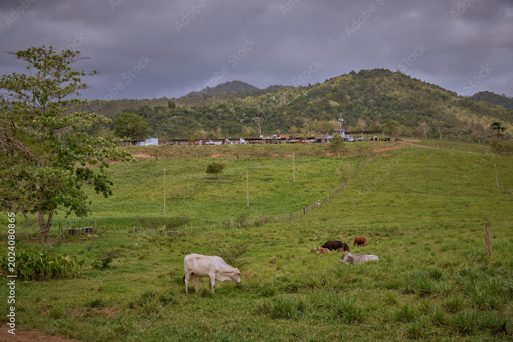 Obraz premium Pasture-Raised Cattle Grazing in Lush Tropical Farmland