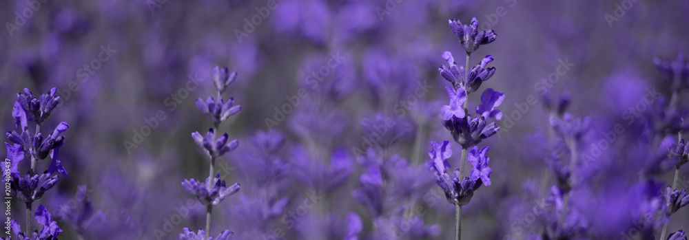 Fototapeta premium Beautiful Lavender Field with Purple Flowers in Natural Daylight
