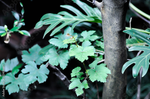 Tableau sur toile grape plant, Grape Vine or VITIDACEAE or Vitis vinifera or Vitis vinifera Linn