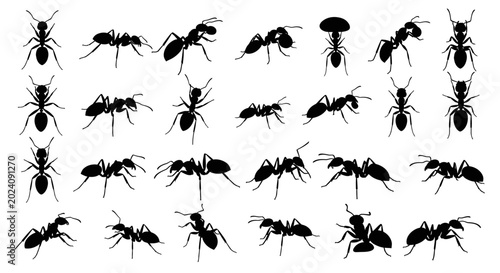 Photos Ant Silhouettes Collection: Various Poses and Actions
