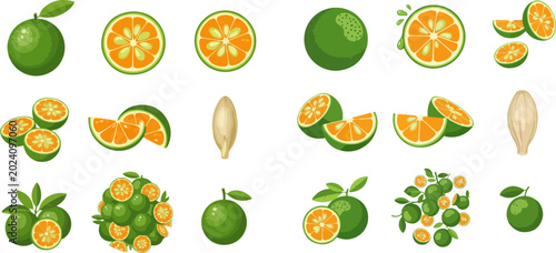 Set of fresh green tangerines whole, half, sliced, and seeds isolated on white background.