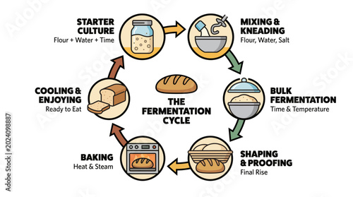 Detailed infographic on the complete bread fermentation cycle, showcasing the step-by-step process of artisan bread making from starter culture to a freshly baked loaf