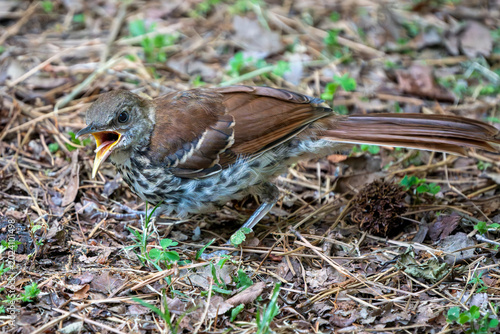 Brown Thrasher on the ground.
