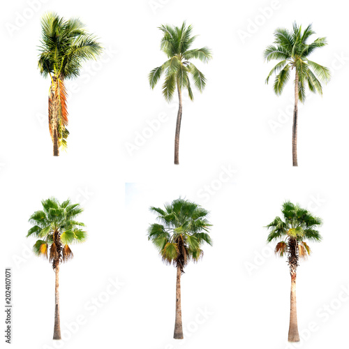 Betel palm tree ,Palm tree ,a green leaf isolation for summer background ,relax and vacation holiday summer concept
