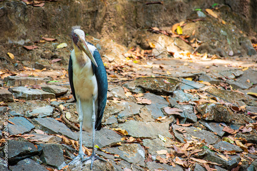 Foto Lesser adjutant stork standing on rocky ground covered with dry leaves at Saigon