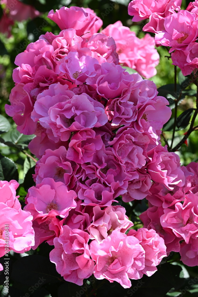 Obraz premium ピンクの薔薇