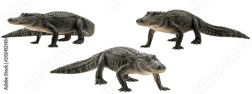 Bild auf Leinwand Three alligators walking forward in different poses, dark armored reptiles on wh