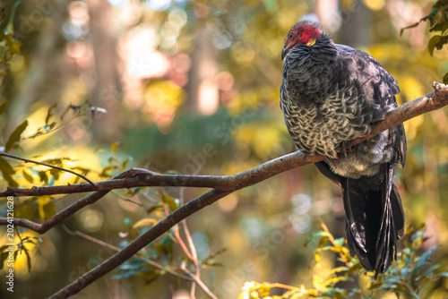 Foto Australian brushturkey perched on branch in soft forest light