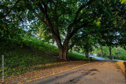 Canvas Print Stockholm, Sweden  A view of a footpath in the Sofia Park in the Sodermalm district