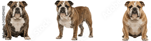 Foto Sturdy bulldog trio sitting and standing with wrinkled faces, stocky bodies, and