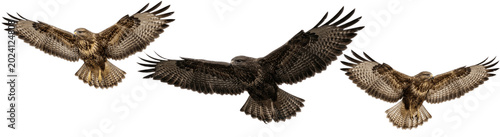 Konstfotografi Soaring raptor trio gliding with wide outstretched wings, sharp eyes scanning be