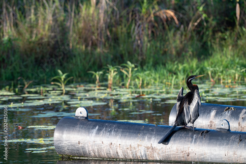 Foto Australasian darter drying wings beside wetland water