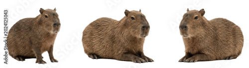 Valokuva Relaxed capybara trio resting together, rounded bodies and coarse brown fur, con
