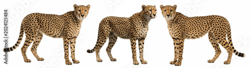 Canvastavla Elegant cheetah trio standing alert on the savanna, sleek spotted coats and slen